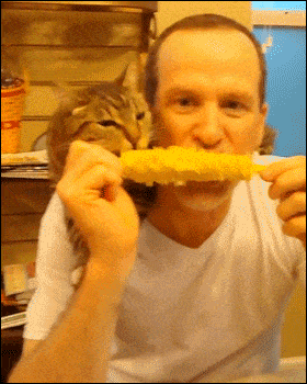 とうもろこしを食べる猫