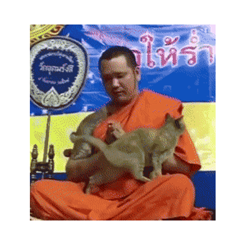 僧侶と猫