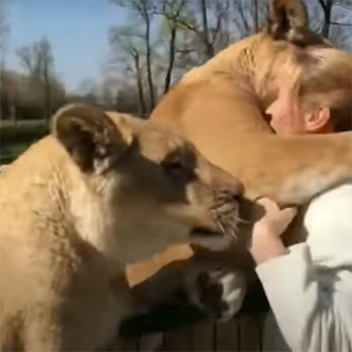 【動画】ライオンと犬さん、めちゃ仲良しｗｗｗｗｗ
