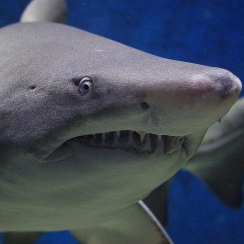 【グロ注意】サメに腕を噛まれた男性の動画が怖すぎる件