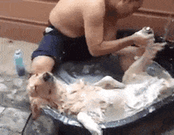 洗う犬