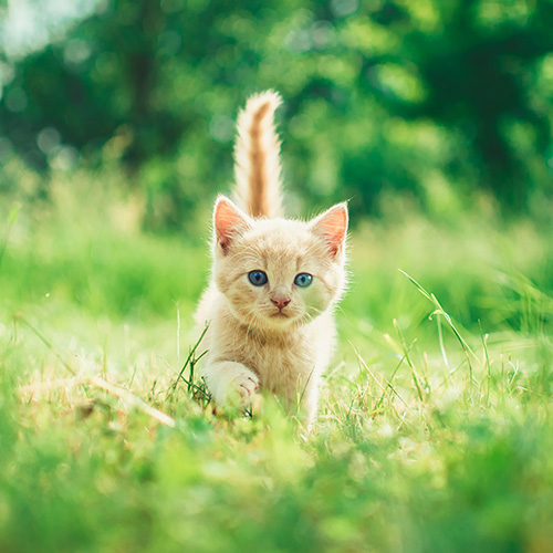 世界で一番かわいい猫のランキング