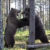 熊VS熊の喧嘩が迫力ありすぎて引くレベルｗｗｗ