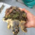 【閲覧注意】フジツボに寄生された亀を助ける動画