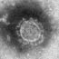 コロナウイルス